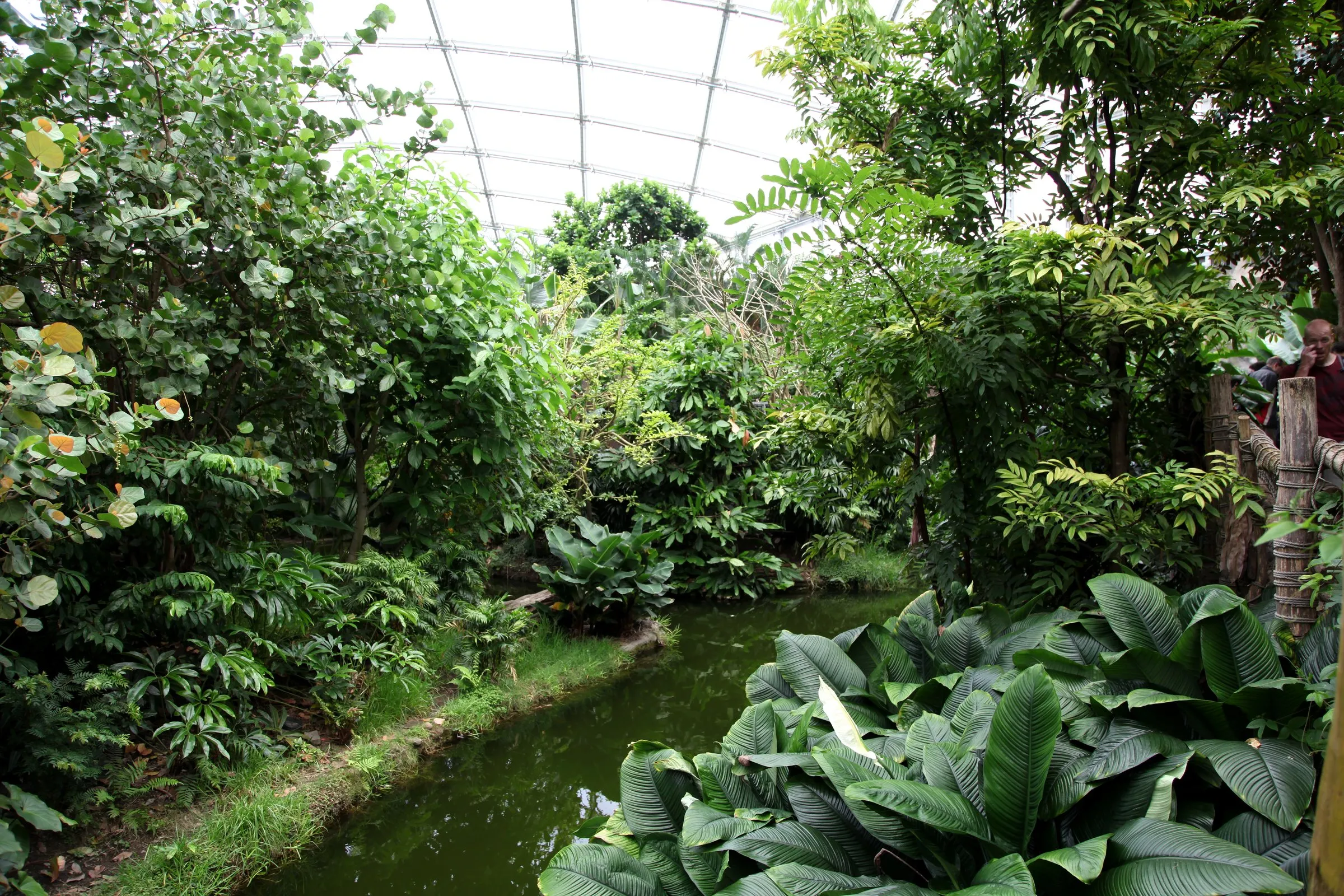 Dichter Tropenwald mit grünem Wasserlauf unter dem hellen Foliendach der Halle Gondwanaland im Zoo Leipzig
