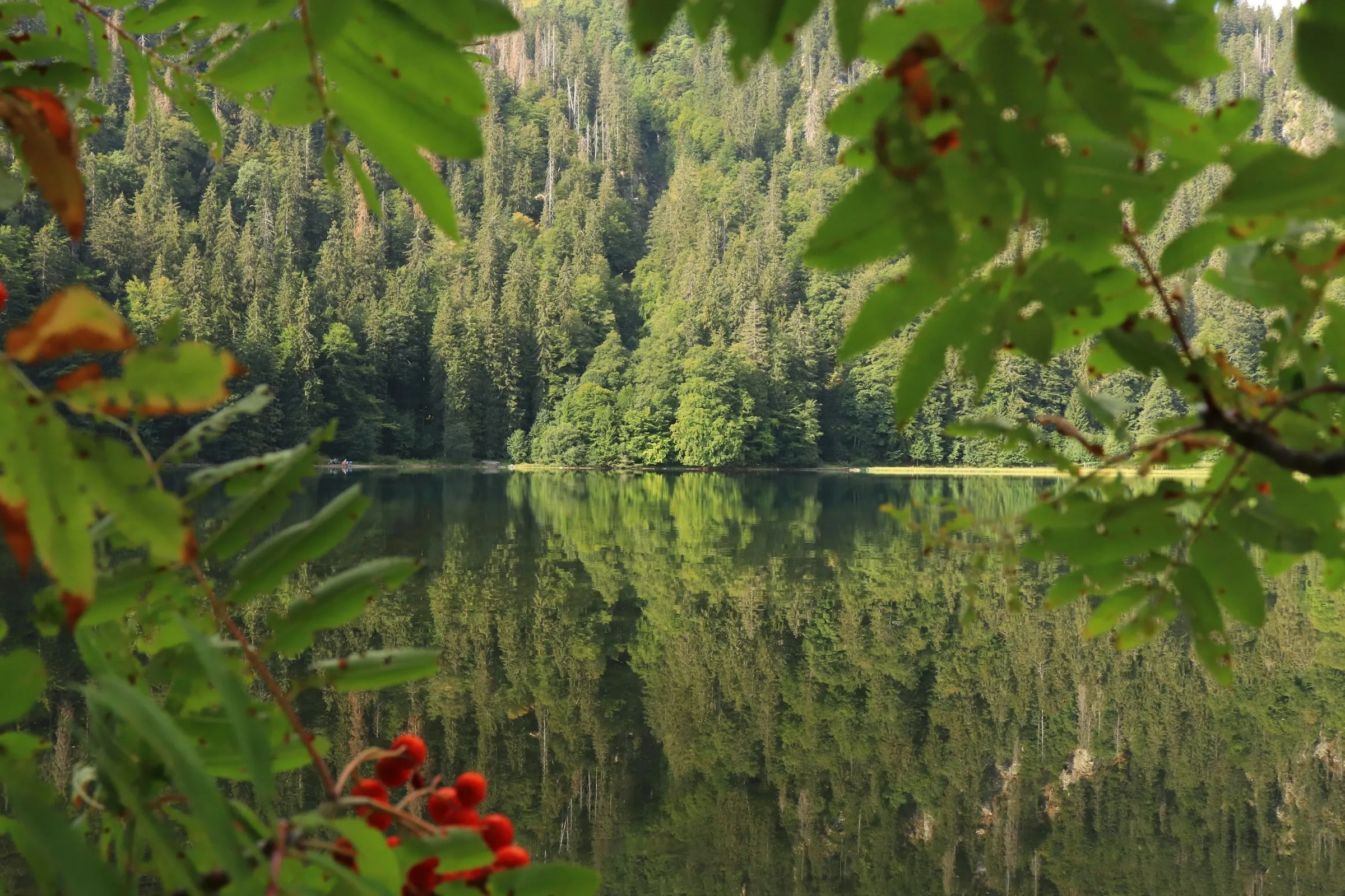 Der Feldsee unter dem Feldberg, in dem sich der dichte Nadelwald spiegelt, vorn Vogelbeeren im Laub