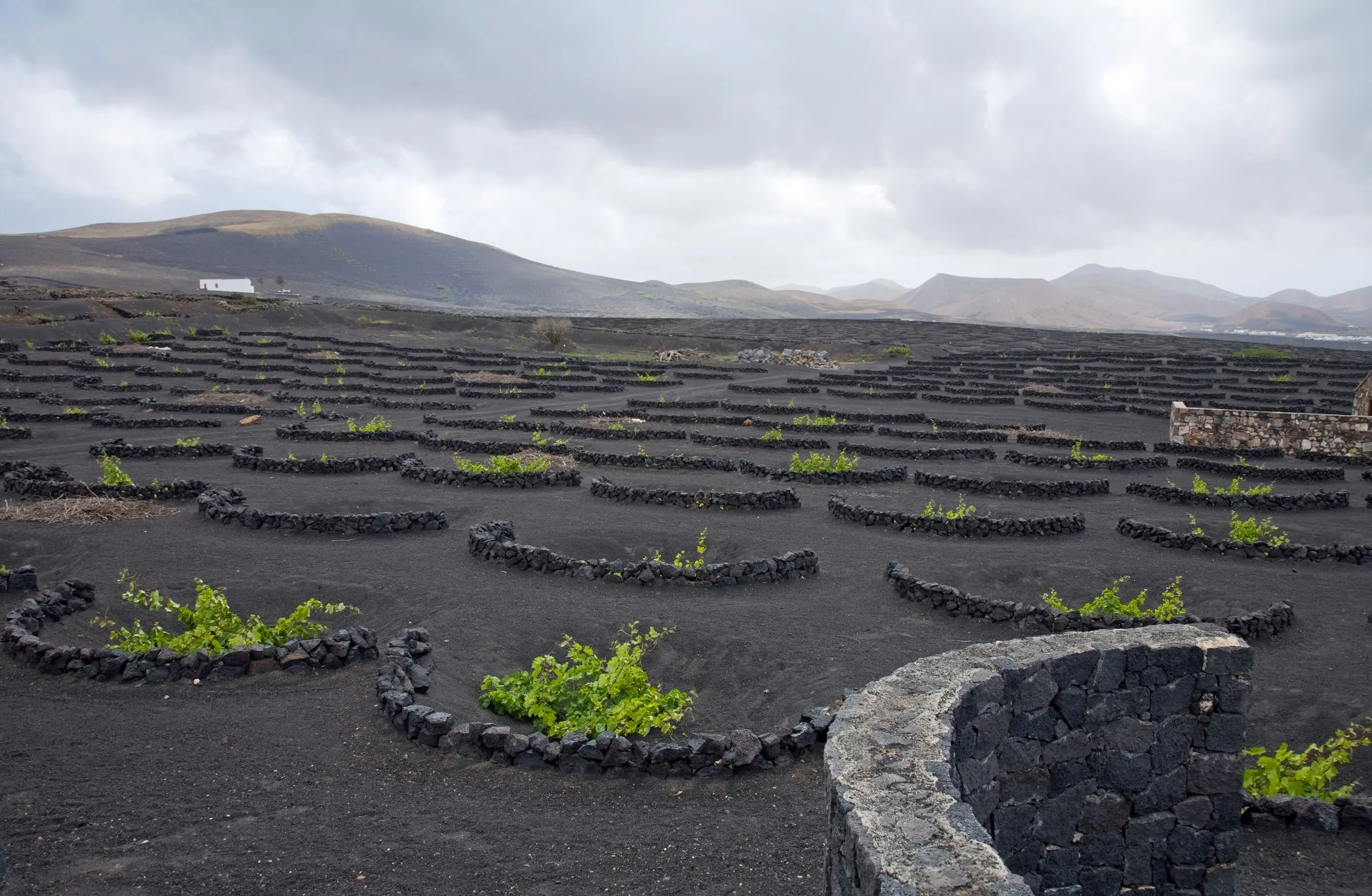 Weinberge von La Geria auf schwarzer Lava-Asche, jede Rebe in einer Mulde hinter einer halbrunden Steinmauer