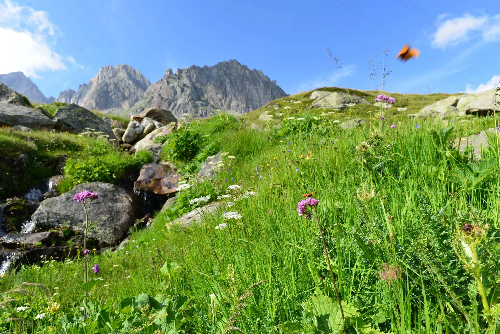 Blühende Bergwiese mit Felsblöcken und einem kleinen Bach, dahinter schroffe Felsgipfel unter blauem Himmel